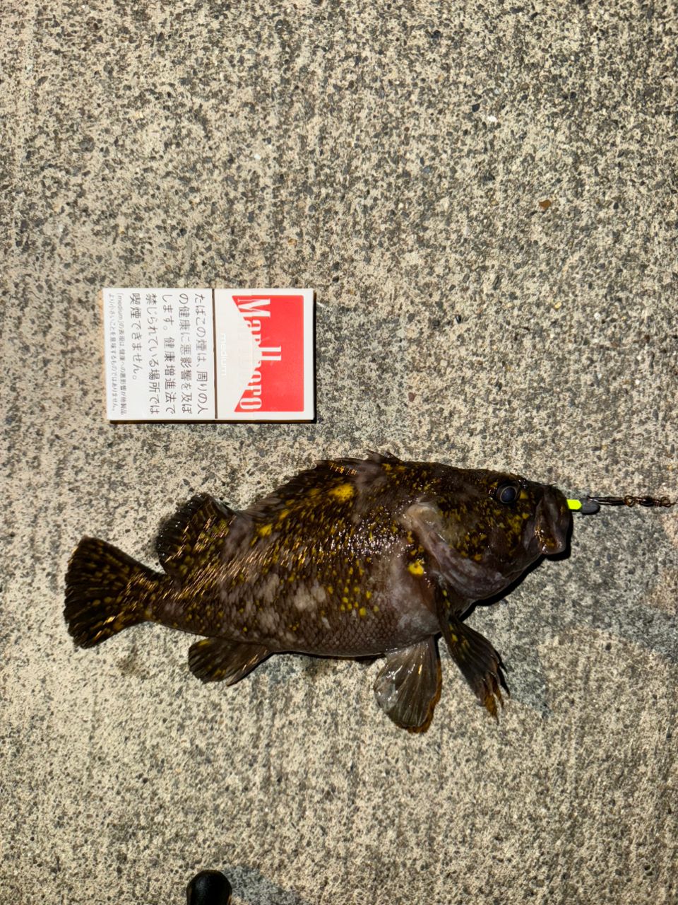 オウゴンムラソイ