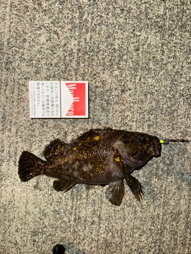 オウゴンムラソイの釣果