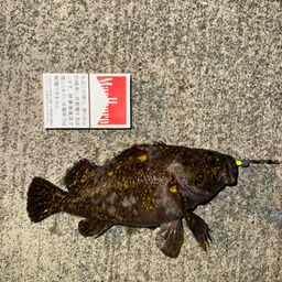 オウゴンムラソイ