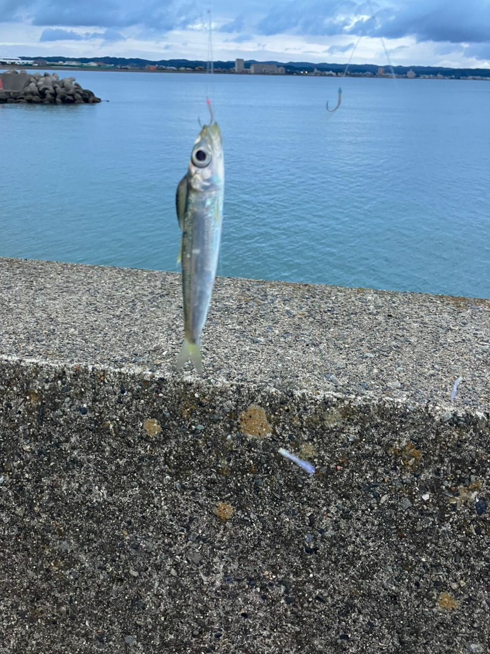 ウルメイワシ