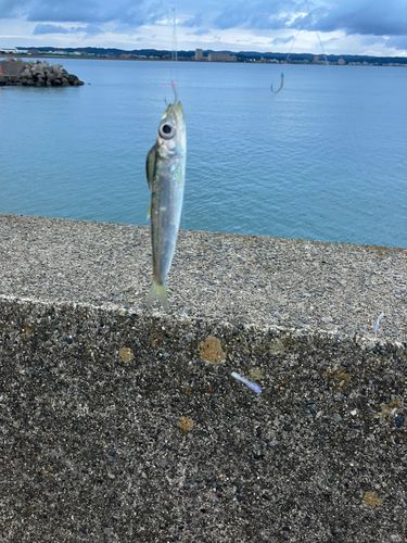 ウルメイワシの釣果