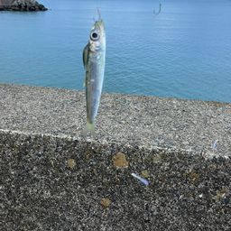 ウルメイワシ