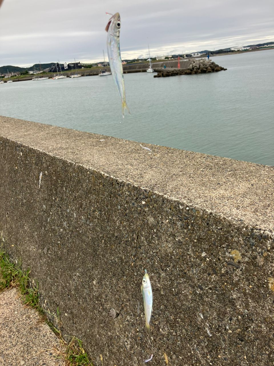 ウルメイワシ