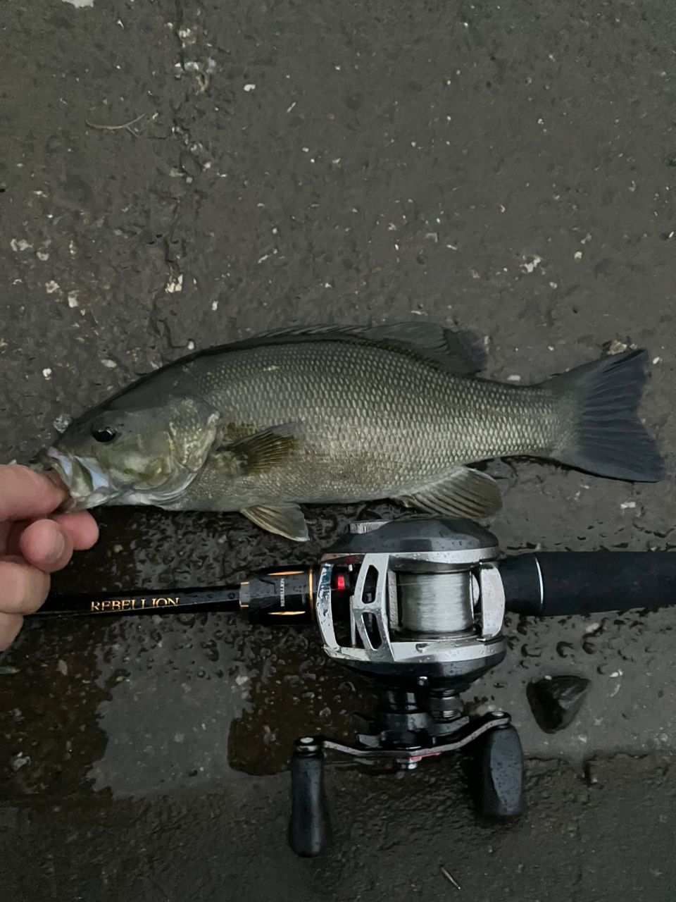 スモールマウスバス