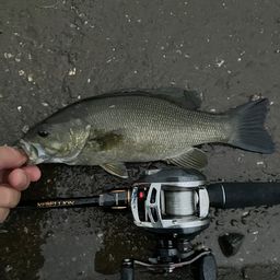 スモールマウスバス