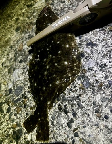 ソゲの釣果