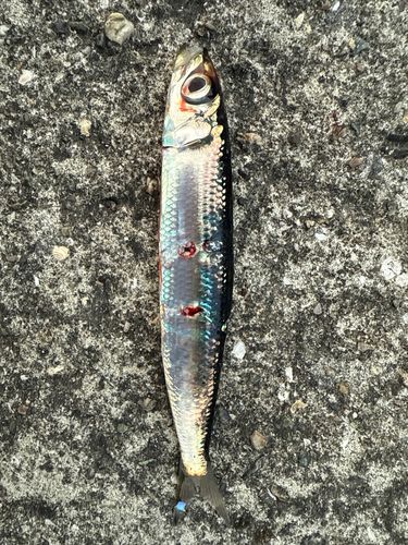 イワシの釣果