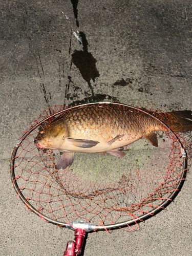 コイの釣果