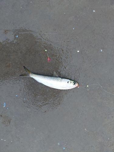 ママカリの釣果