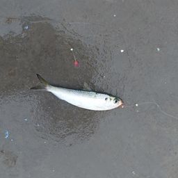 ママカリ