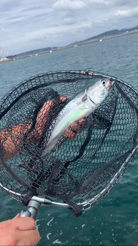釣果