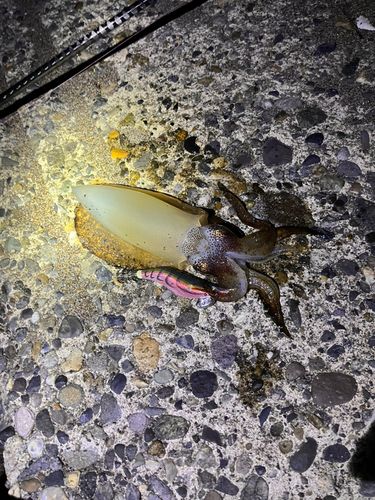 アオリイカの釣果