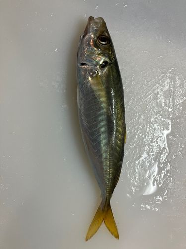 館山湾