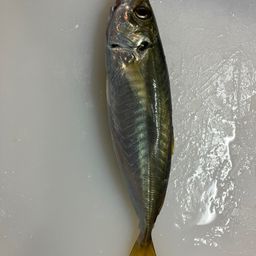 マルアジ