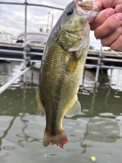 ラージマウスバスの釣果