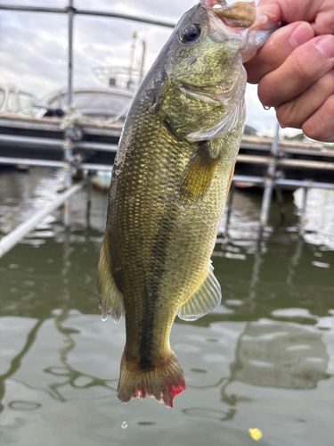 ラージマウスバスの釣果
