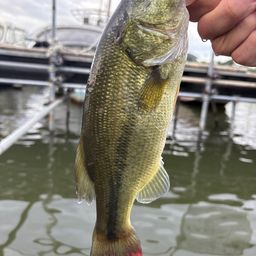 ラージマウスバス