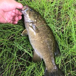 スモールマウスバス