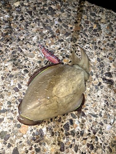 アオリイカの釣果
