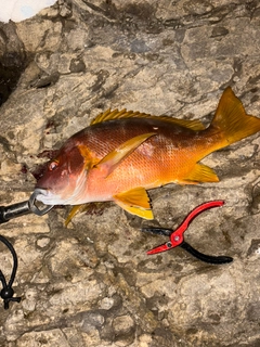 シブダイの釣果