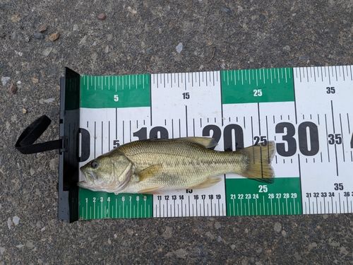 ラージマウスバスの釣果