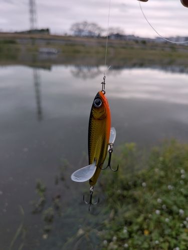 釣果