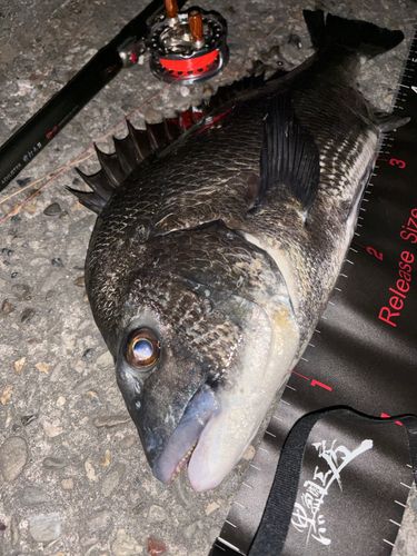 チヌの釣果