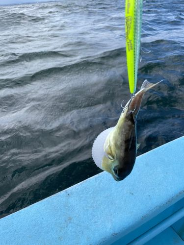 フグの釣果