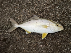 ショゴの釣果