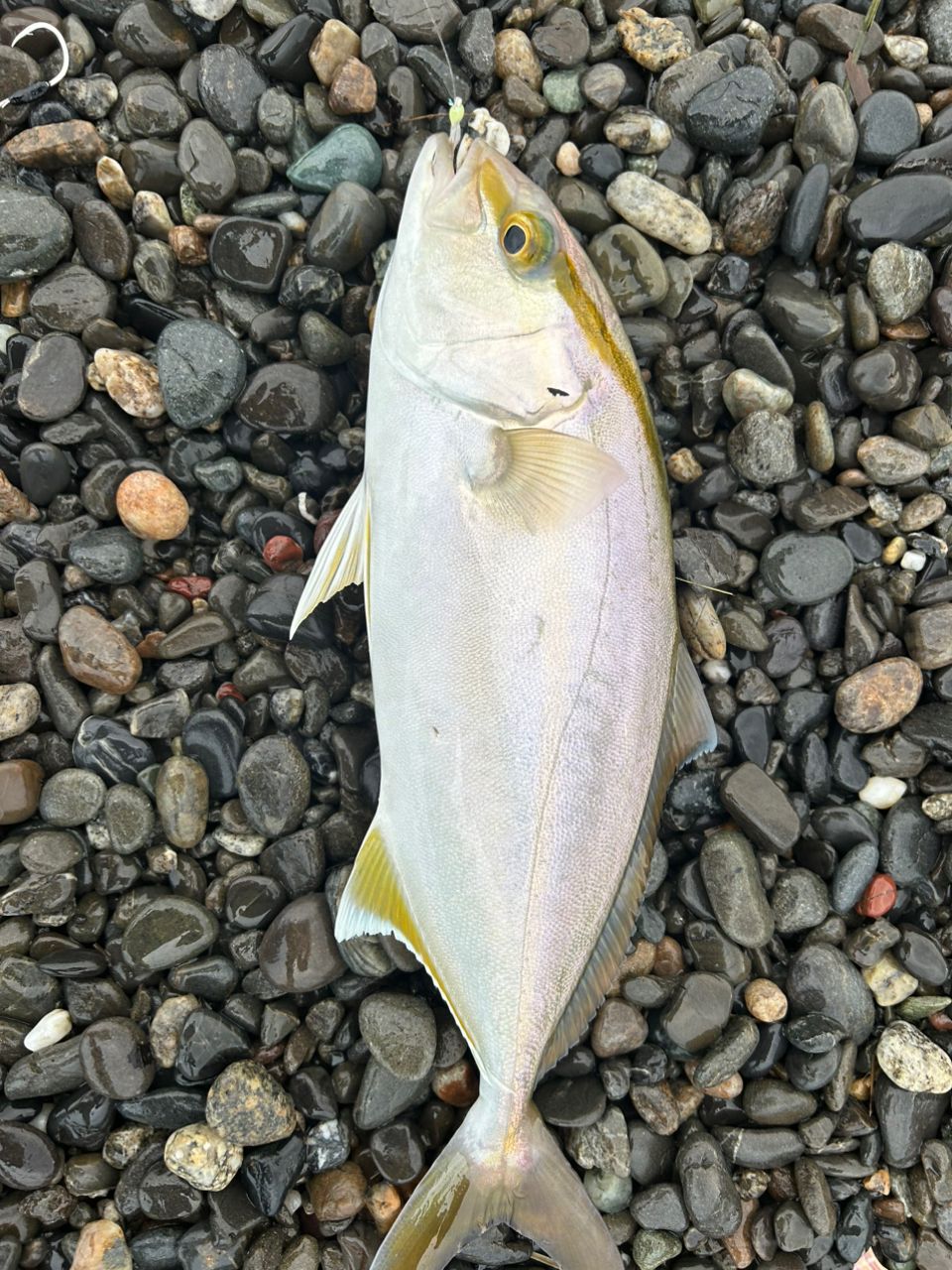 ショゴ