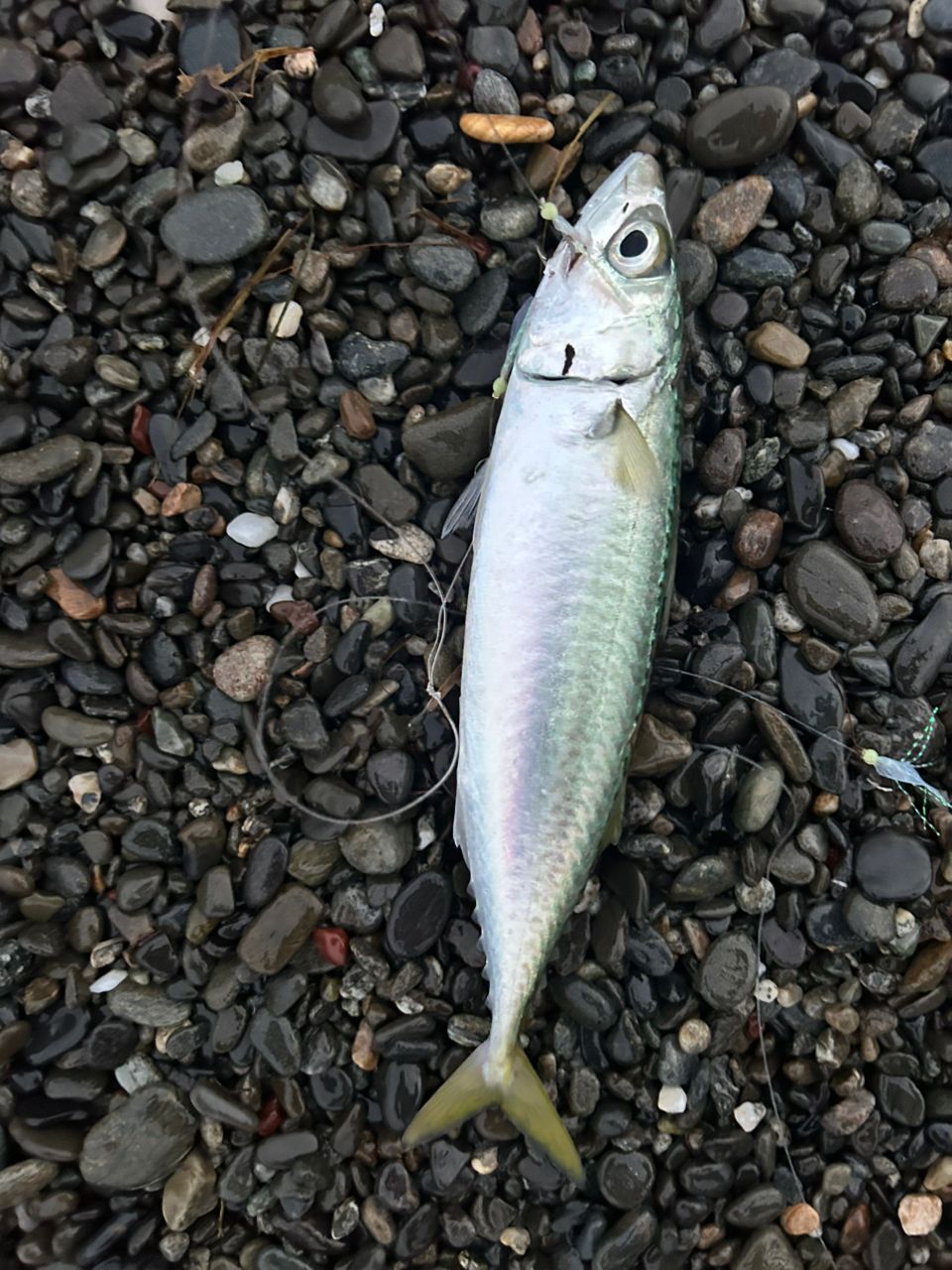 ショゴ
