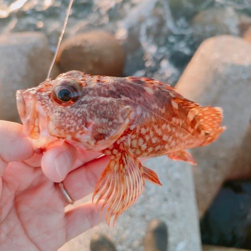 カサゴの釣果