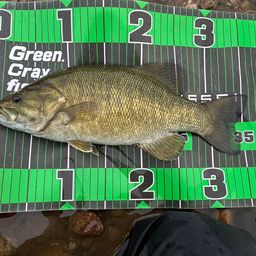 スモールマウスバス