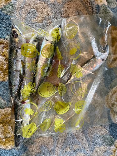 サバの釣果