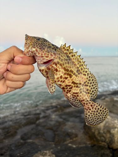 イシミーバイの釣果