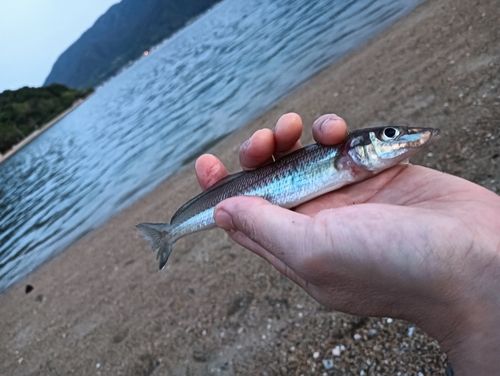 シロギスの釣果
