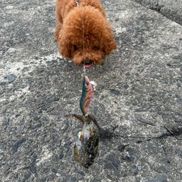 アオリイカ