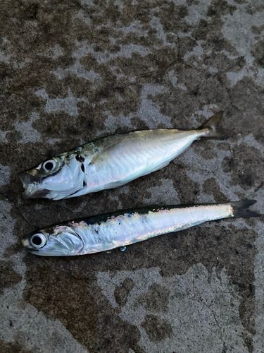 カタクチイワシの釣果