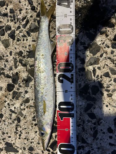 カマスの釣果