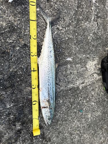 サワラの釣果