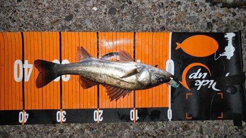 シーバスの釣果
