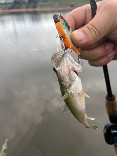 ラージマウスバスの釣果