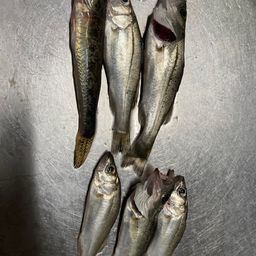 セイゴ（ヒラスズキ）