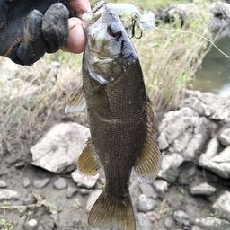 スモールマウスバス