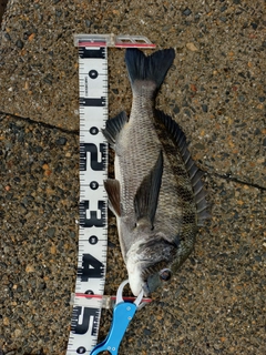 クロダイの釣果