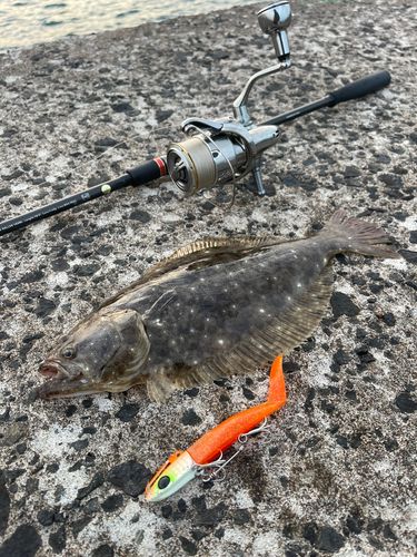 ヒラメの釣果