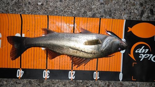 シーバスの釣果