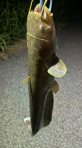 マナマズの釣果