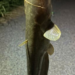 マナマズ