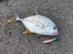 メッキの釣果